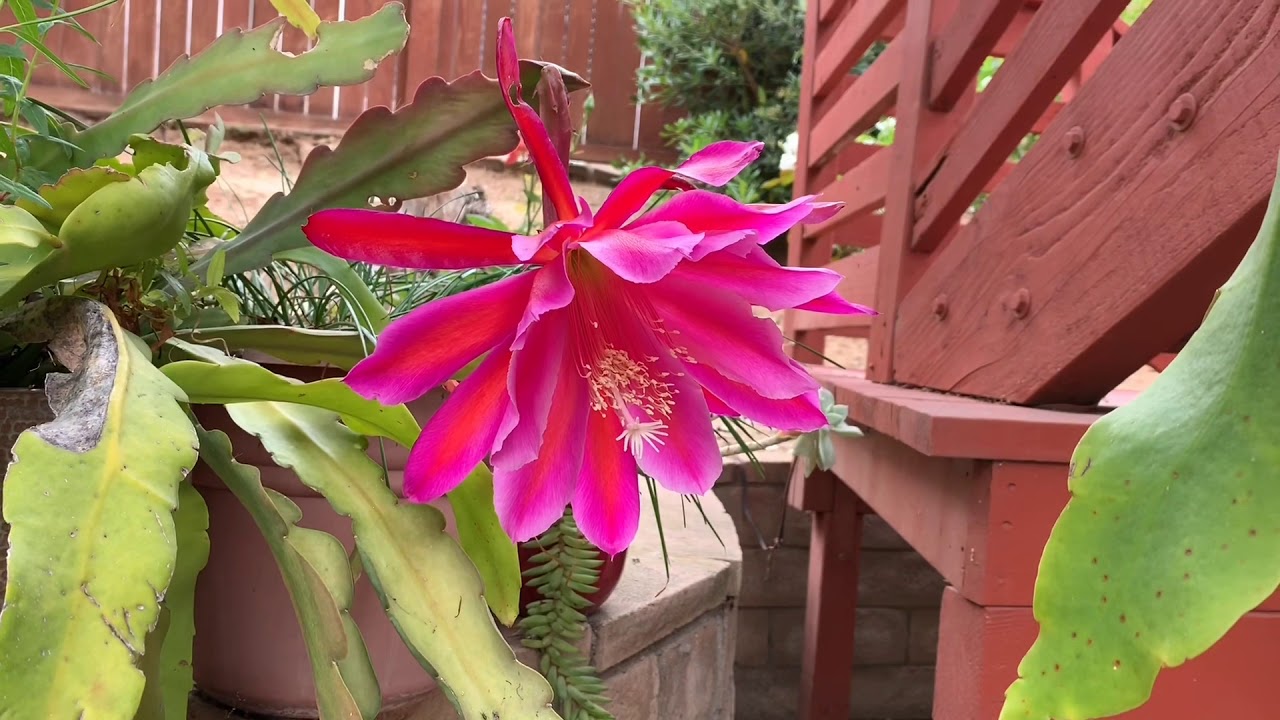 Epiphyllum Cactus Orchid 