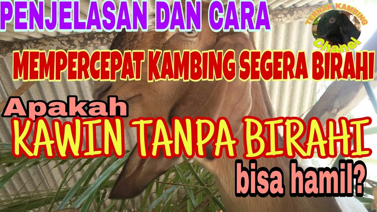Cara cepat membuat kambing segera birahi.bagaimana hasil kawin tanpa