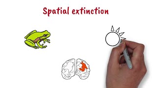 Spatial extinction (Biased competition theory)