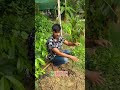 Hybrid orange plants #short #shorts