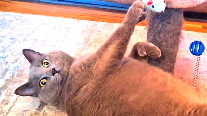 Watch the video about New Funny Cats Videos 🐈 Cats play every morning Funniest Animals 🤣 FUNNIEST Cat 2025