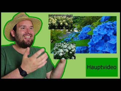 Video: Beloperone (36 Fotos): Blumenpflege Zu Hause. Beschreibung Von Bunter Weißer Perone Guttata Und Anderen Arten