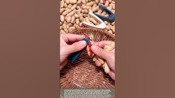 Traditional Peanut Shelling Made Simple with a Hand Tool #gardeningtips #tools