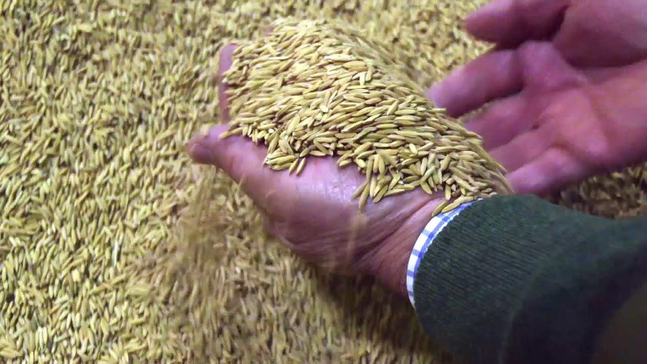 La mejor campaña en cinco años y el arroz sin vender