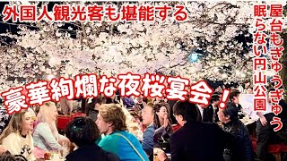 A gorgeous night cherry blossom party, even foreign tourists can enjoy! Maruyama Park, Kyoto, Japan