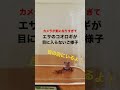 カメラが気になりすぎるアマガエル #shorts #アマガエルと塾長