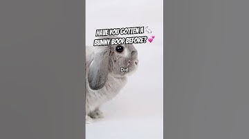 Why Do Rabbits Nudge You With Their Nose? 🐇👃💞