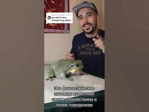 Самая большая лягушка - YouTube