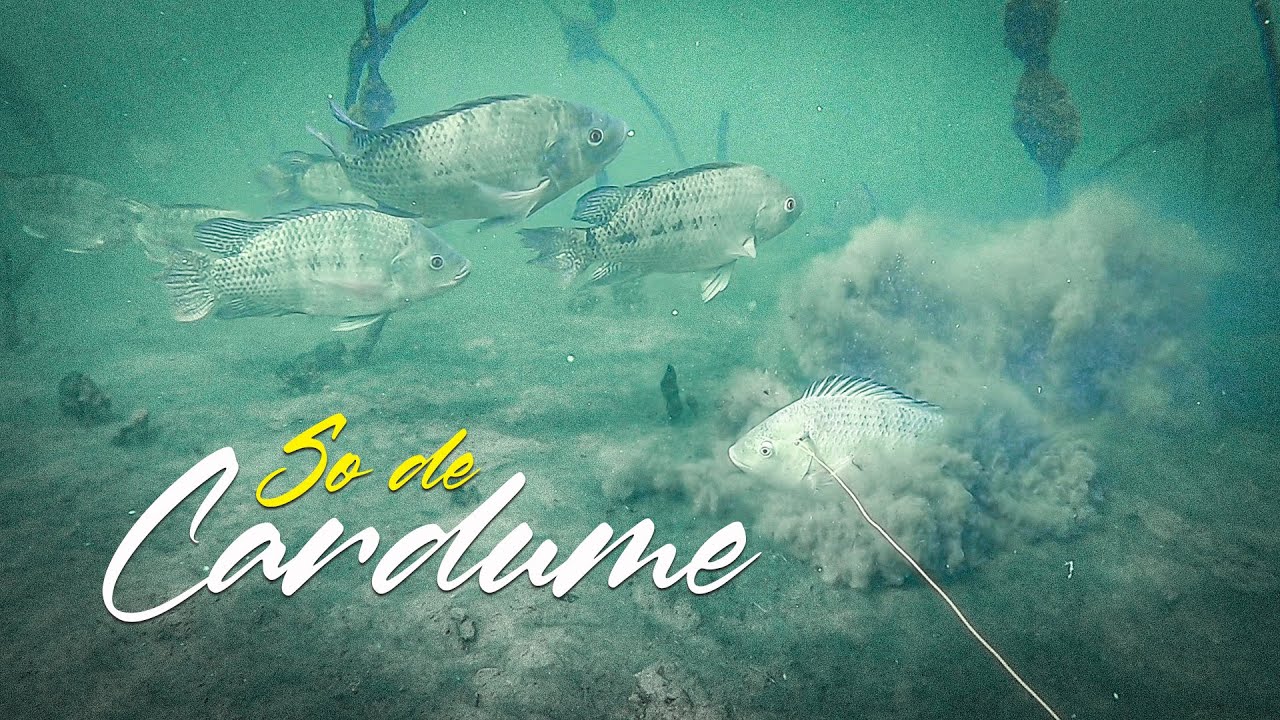 Pesca sub 2024 - Segundo mergulho