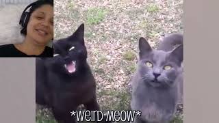 Join me watching my live reaction to hilarious cat videos! Let's laugh together. by Just a Foster Cat Mom 117 views 1 year ago 3 minutes, 32 seconds