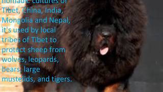 himalayan mountain dog