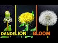 Dandelion full blooming time lapse bud  flower  seed head