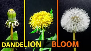 Dandelion Full Blooming Time Lapse (Bud  Flower  Seed Head)