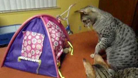 Watch the video about F3 Savannah kitten playing in tent, rolls off edge of table
