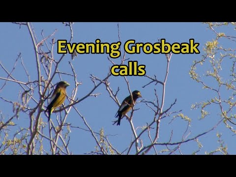 Evening Grosbeak calls