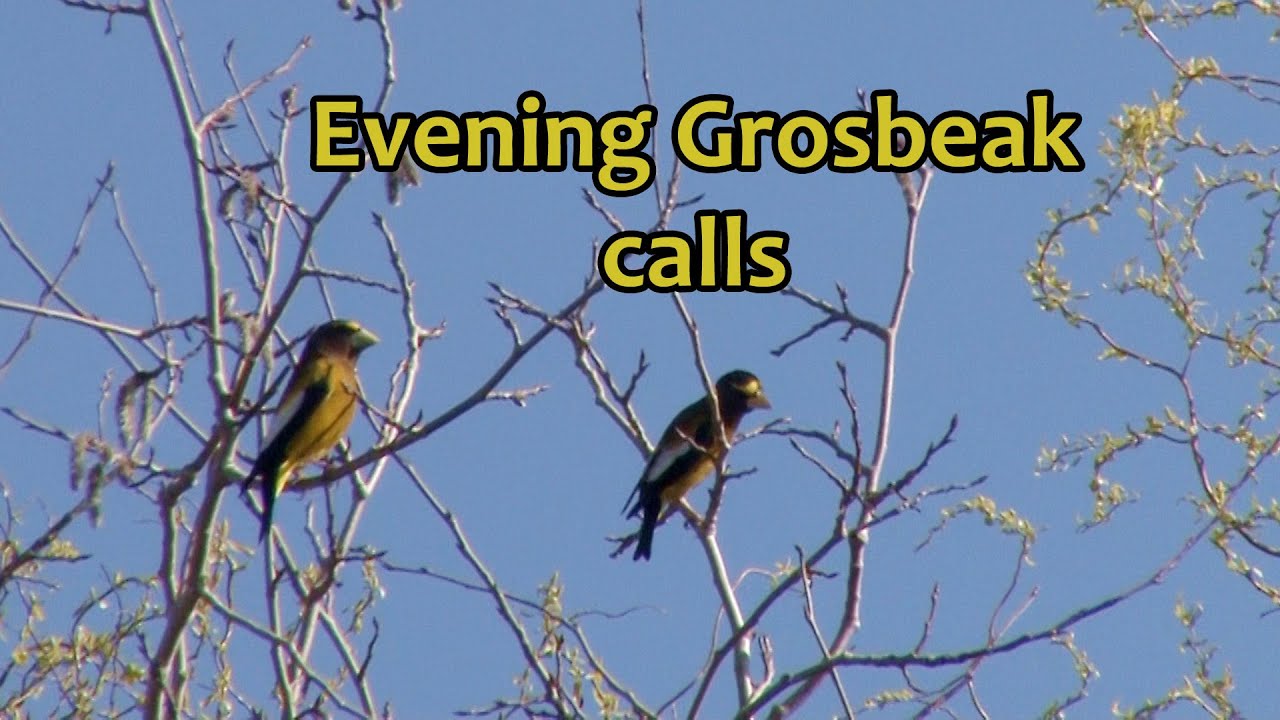 Evening Grosbeak calls 