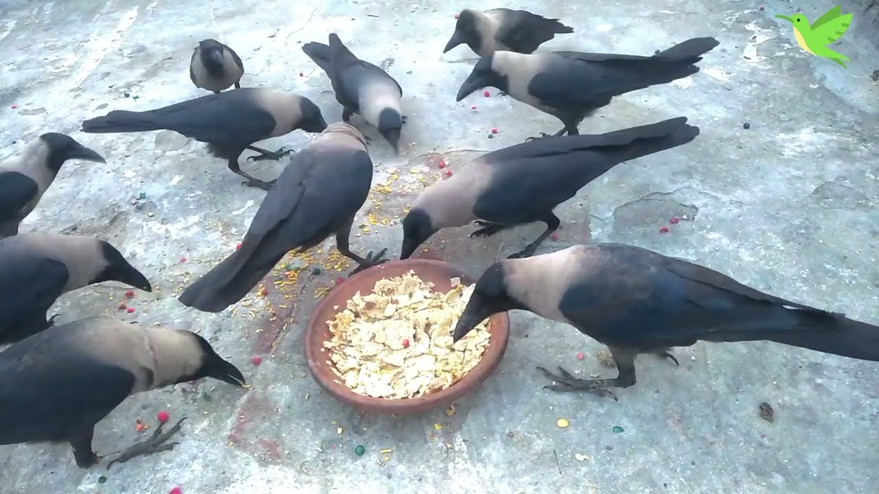 Flock of Crows Sound Effect | Crows Call | Crows Planet