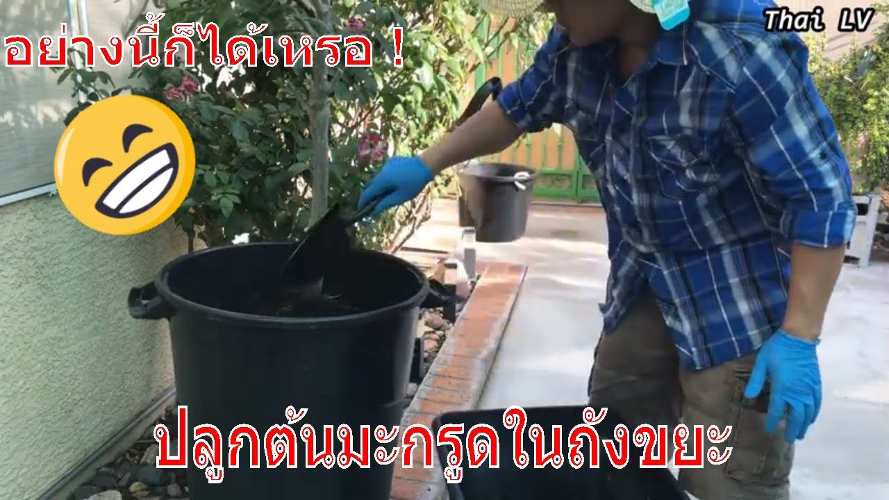 วิธีการปลูกต้นมะกรูดในถังขยะ-How to Plant Kaffir Lime Tree in Trash can