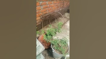 शमी के पेड़ के नीचे का उपाय 3 दिन में होगी मनोकामना पूरी!.. #shorts #viral#trending