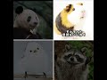 どの動物が好き？#パンダ #モルモット #アライグマ #シマエナガ #バズれ
