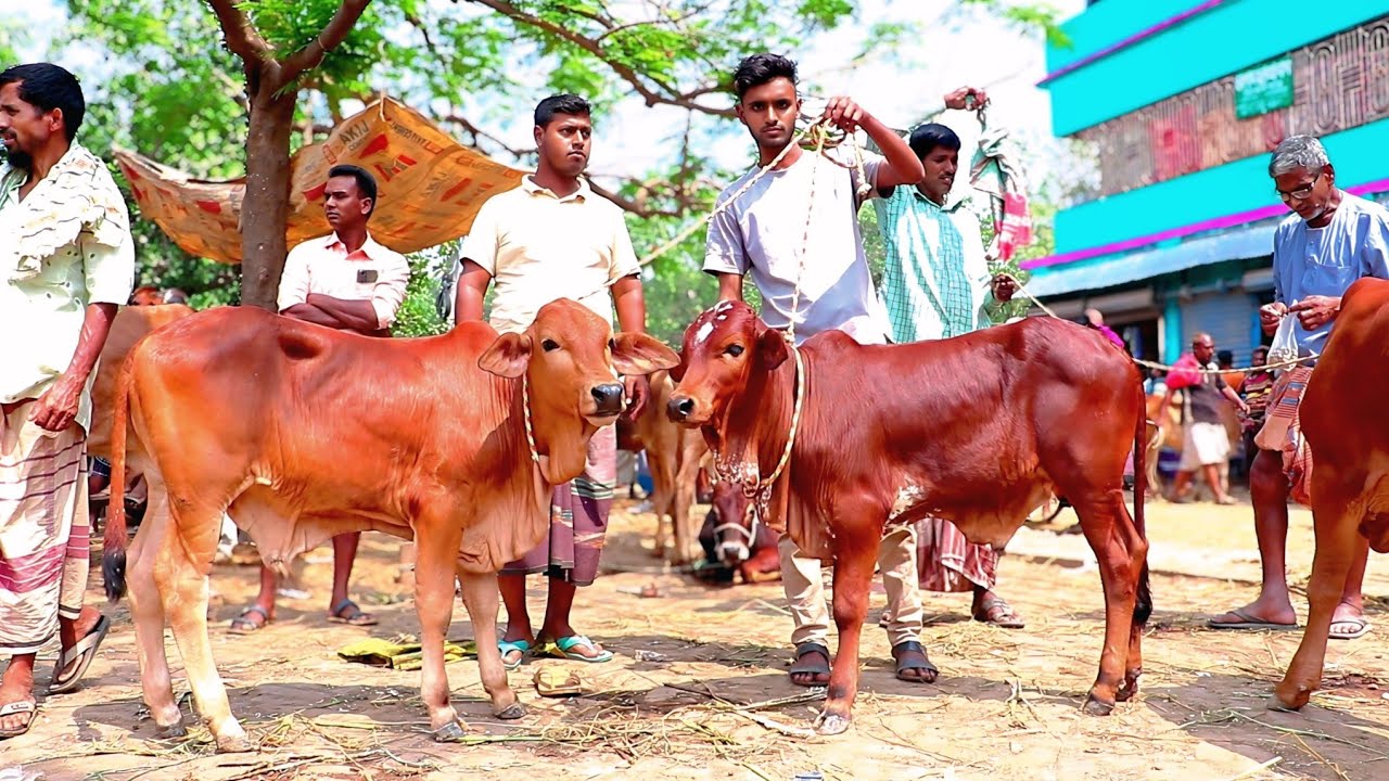 09/03/26/ প্রচুর চাহিদা সম্পূর্ণ শাহীওয়াল জাতের ৬ পিচ ষাঁড় বাছুর গরুর প্যাকেজ জয়পুরহাট গরুর হাট 