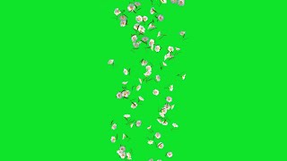 Chamolian Flowers Falling Animation Green Screen and Black Screen Video No Copyright