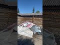Бревно Кело ! #кело #баня #бревно #woodworking #строительство# дом# доска#полубревно