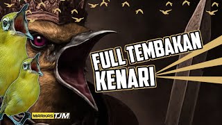 🔴 LIVE Masteran Pleci Tembakan Kenari Panjang