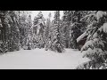 Тихий снегопад в зимнем лесу| Silent snowfall in the winter forest | Relaxing