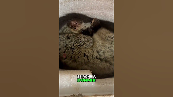 Pablita_ La Gata que Ama Dormir en su Caja #short #humor #animal