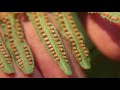 Sword fern  polystichum munitum identification and characteristics