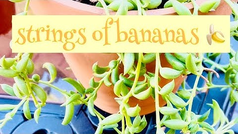How to Propagate String of Bananas Senecio Radicans | Succulent Propagation