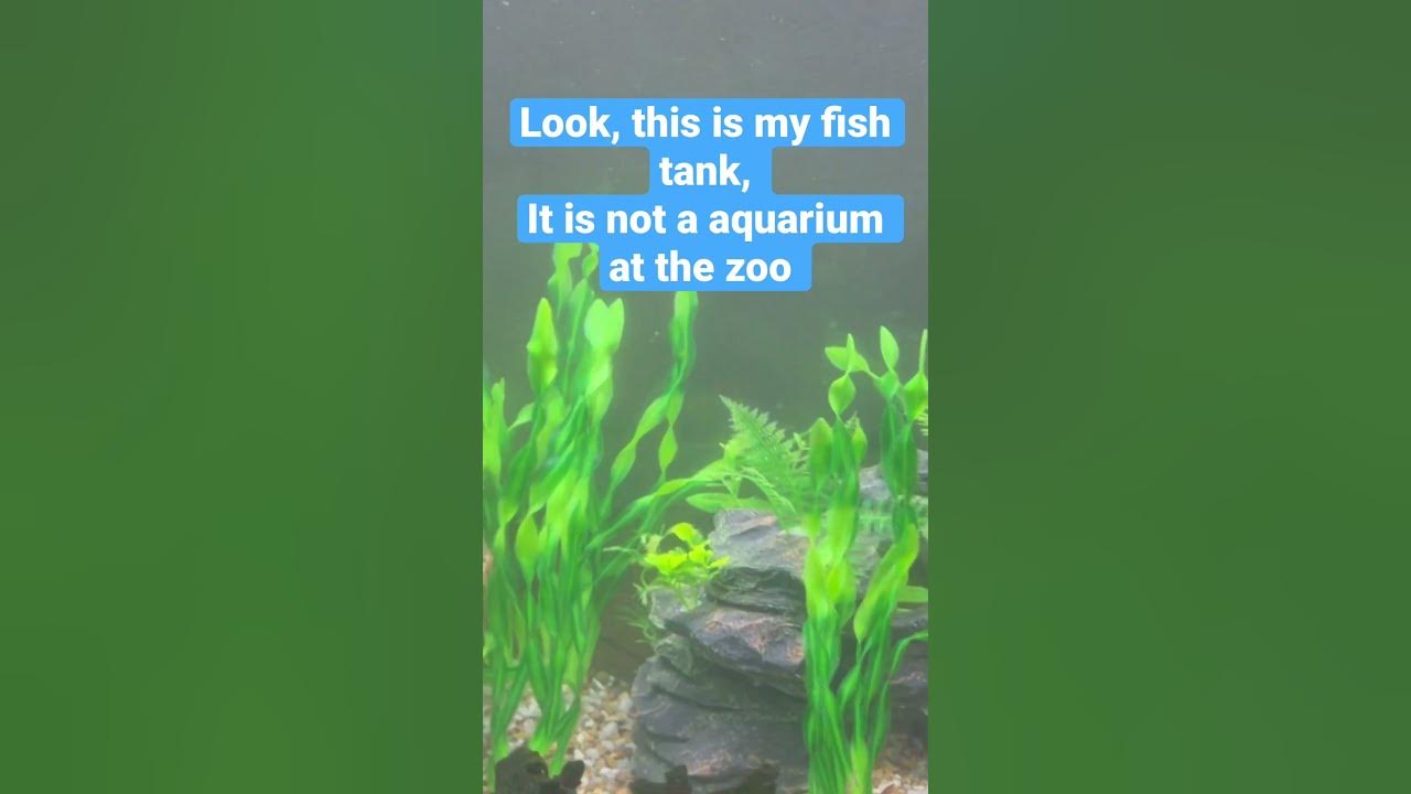 Look It s My Fish Tank YouTube look-it-s-my-fish-tank-youtube