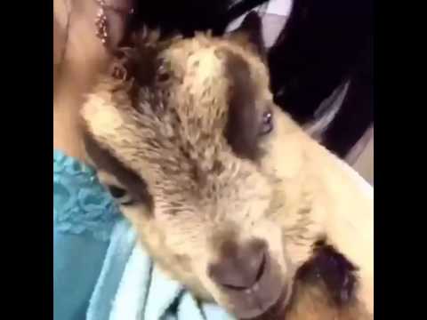 goat screaming baby