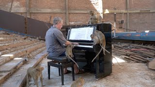 Piano for Macaques in Abandoned Cinema - Thailand #2