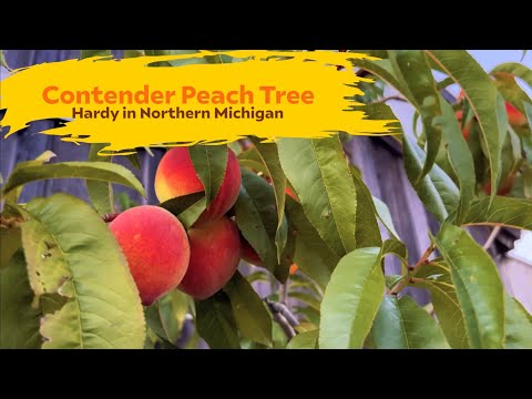 Video: Contender Peach Facts: Contender Persikoiden kasvattaminen kotona