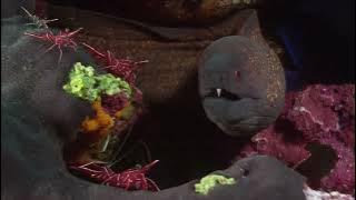 AKU DAN RENJANA KATON BAGASKARA Indonesian Malay Karaoke