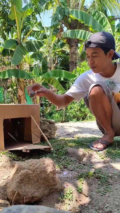 Set a bird trap THE ENDING WILL MAKE YOU STUNNED #creative #birds #funny #viral #adventure
