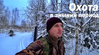 Зимняя Охота с подхода. На Лыжах в Лес. Тетеревиный угол.