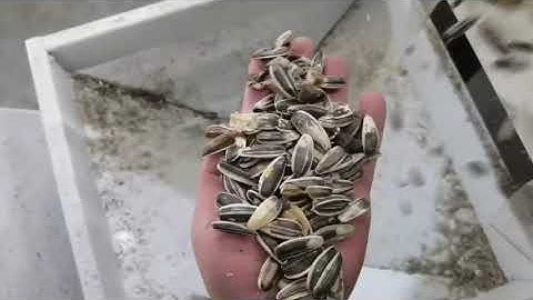 AMD Sunflower Seeds Color Sorting Machine