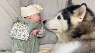 Husky Stops Baby Crying In The Cutest Way They Fall Asleep Cuddling Eachother. Throwback