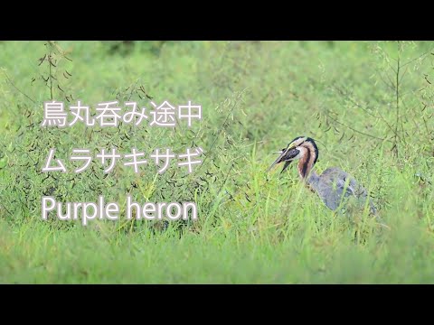 【鳥丸呑み途中】ムラサキサギ Purple heron