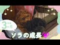 ソラ３ヶ月になりました‼️トイプードルの赤ちゃん♥️祝、登録者数5000人突破🎉ありがとうございます✨