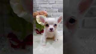 ﾁﾜﾜ9/9♂ - YouTube