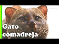 Puma yagouaroundi: El gato comadreja