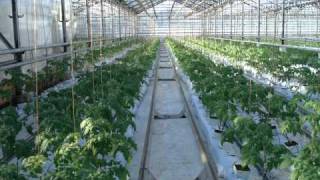 Голландский тренинг выращивания и управления тепличным бизнесом