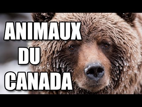 Vidéo: Quels Animaux Vivent Au Canada