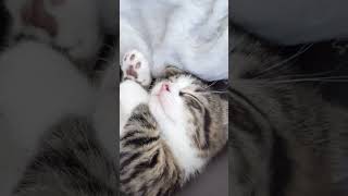 The kitten's sleeping pose is adorable #kitten #cute