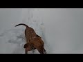 Vizsla VS snow