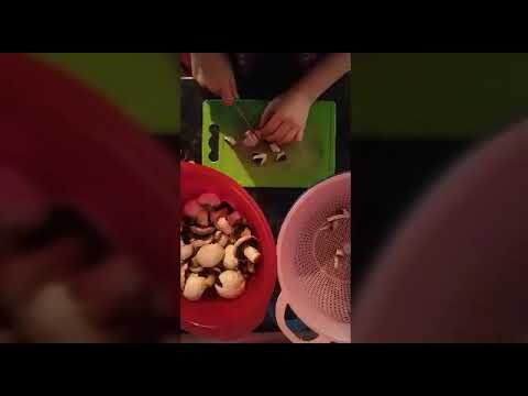 Video: Pomidor Sousunda Göbələk Necə Bişirilir